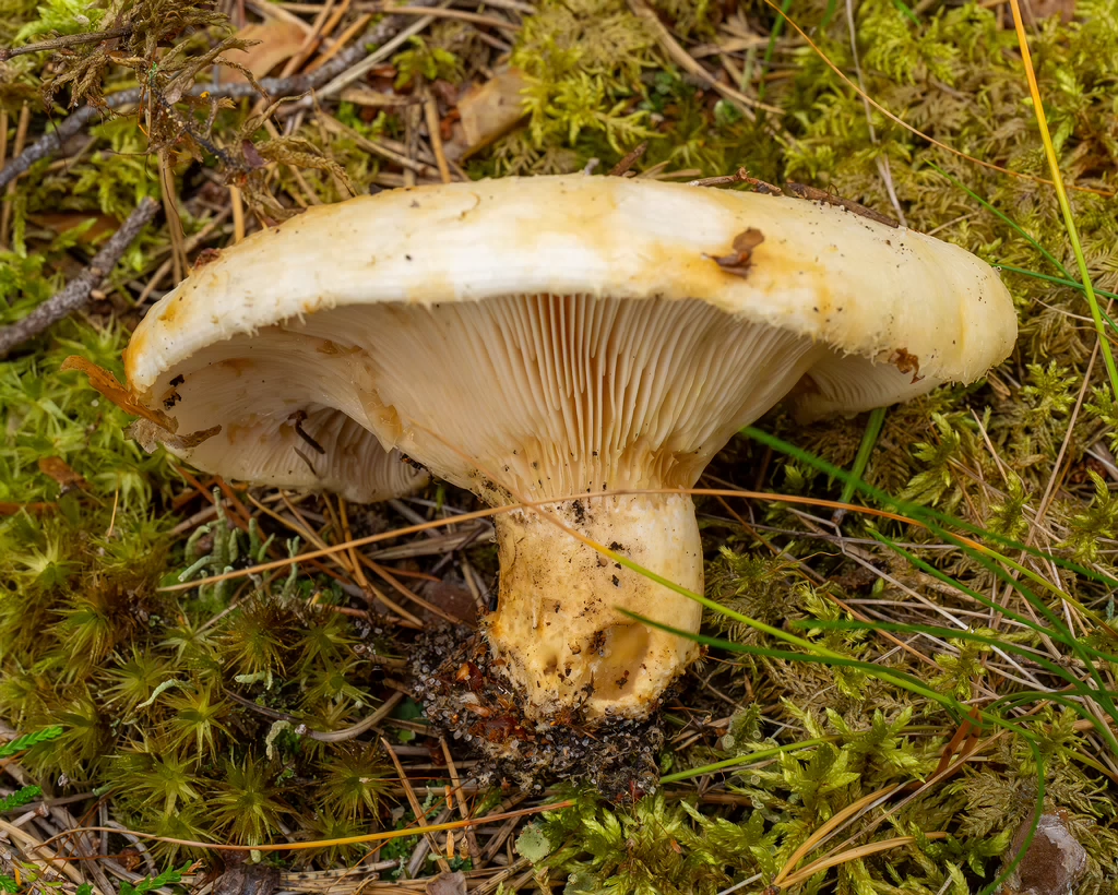 lactarius-resimus_1-12