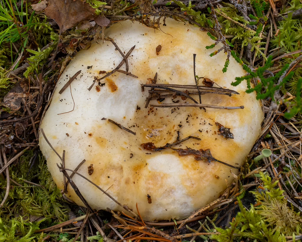 lactarius-resimus_1-3