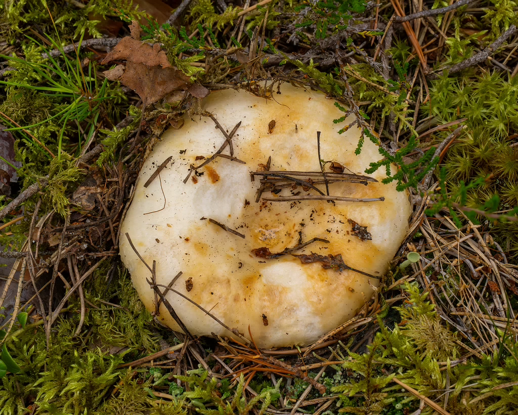 lactarius-resimus_1-9