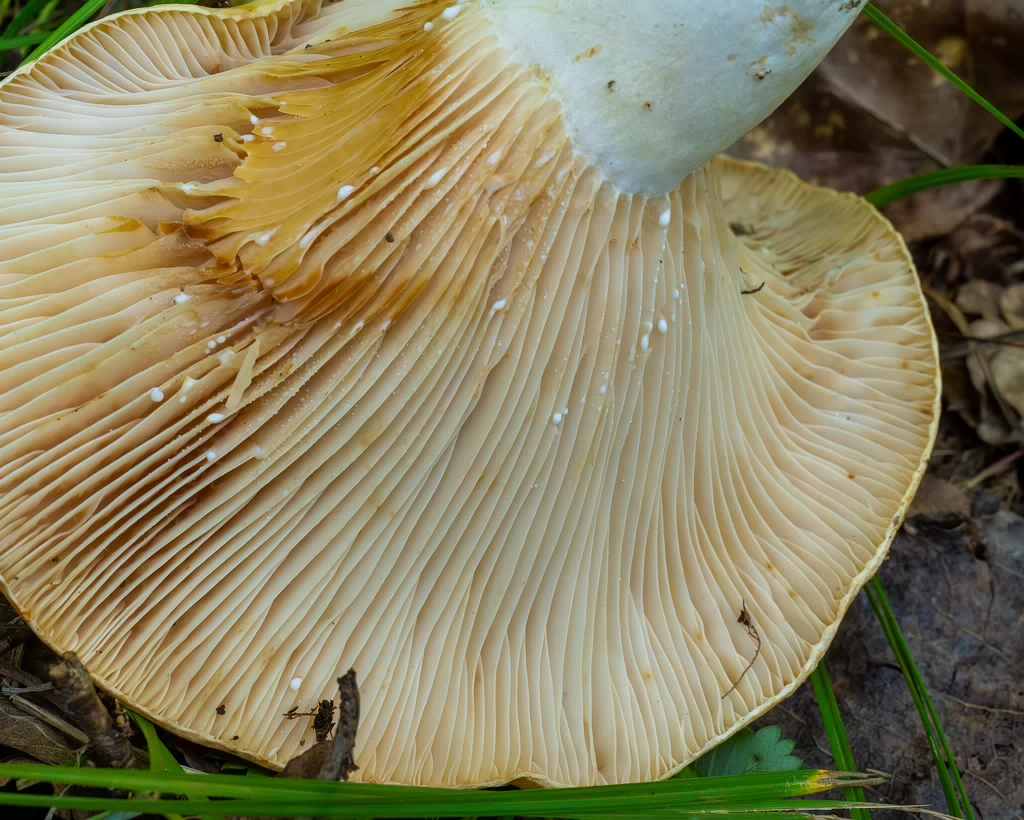 lactarius-evosmus_1-7