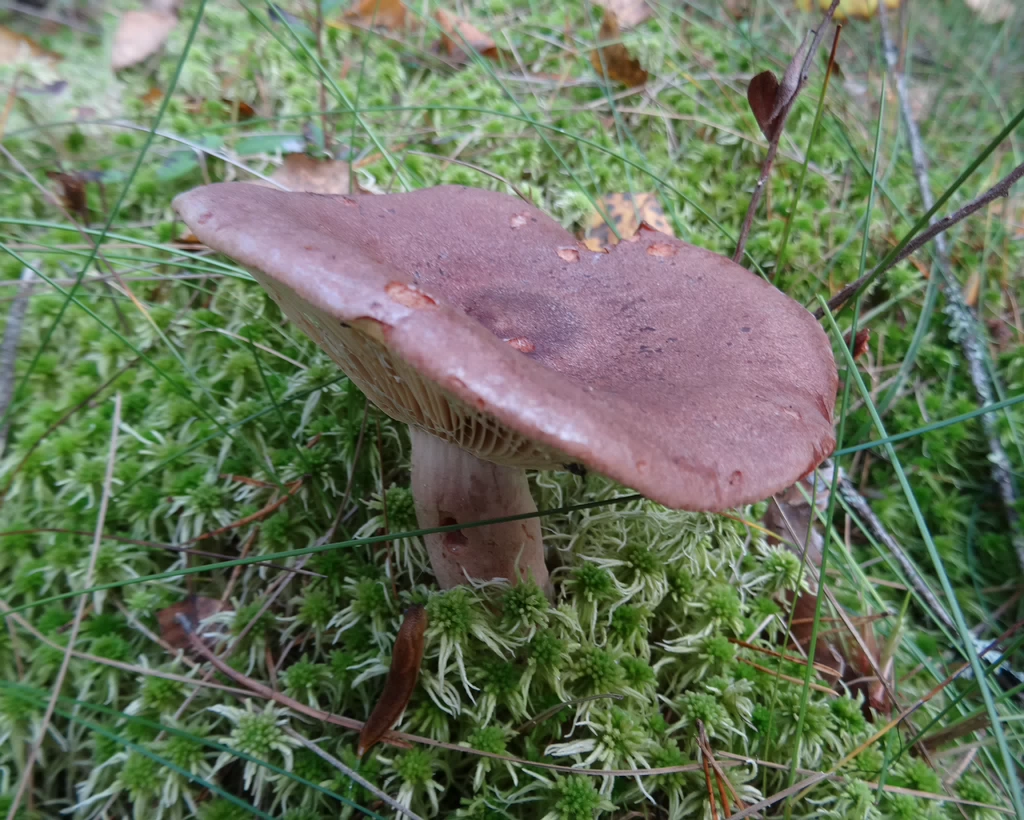 fungi-0000061