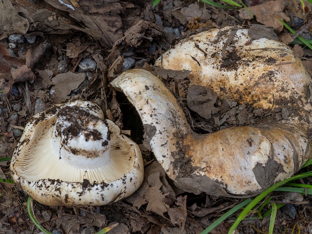 Подгруздок белый - Russula delica