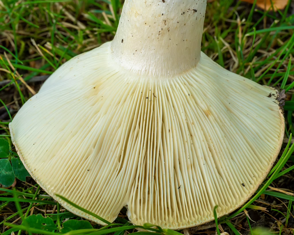 russula-chloroides_1-10