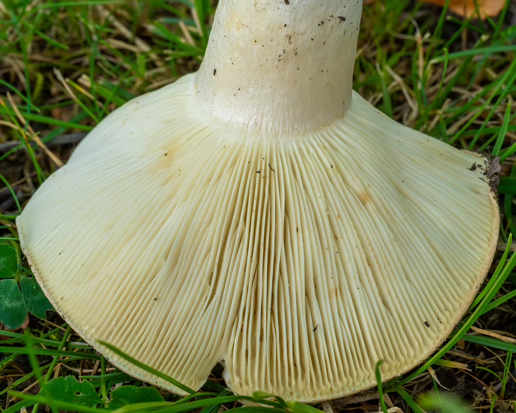 russula-chloroides_1-11