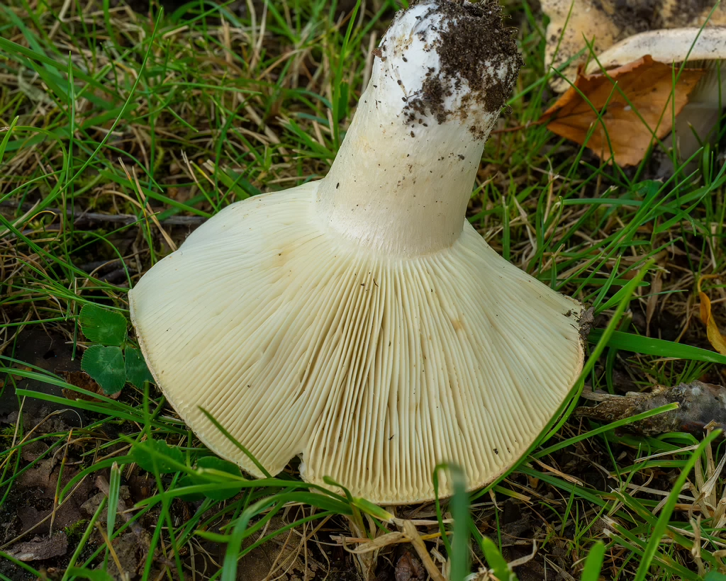 russula-chloroides_1-12