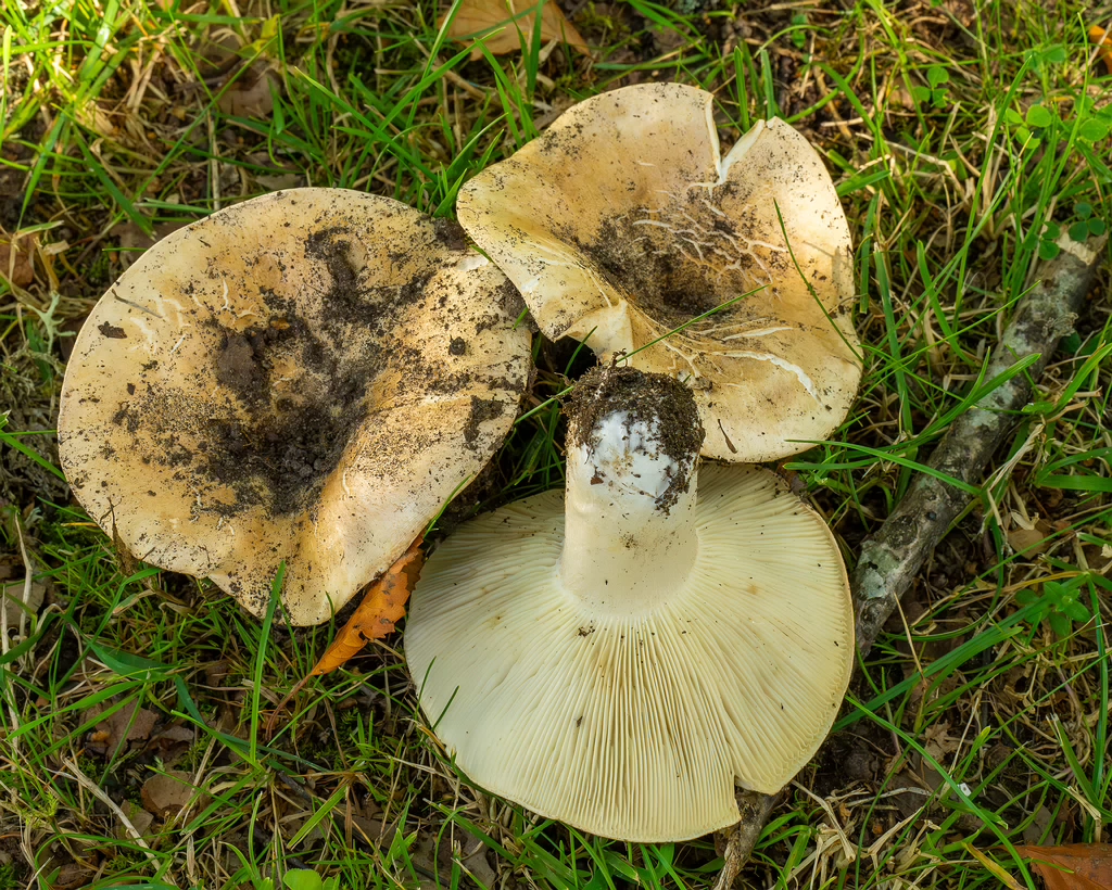 russula-chloroides_1-14