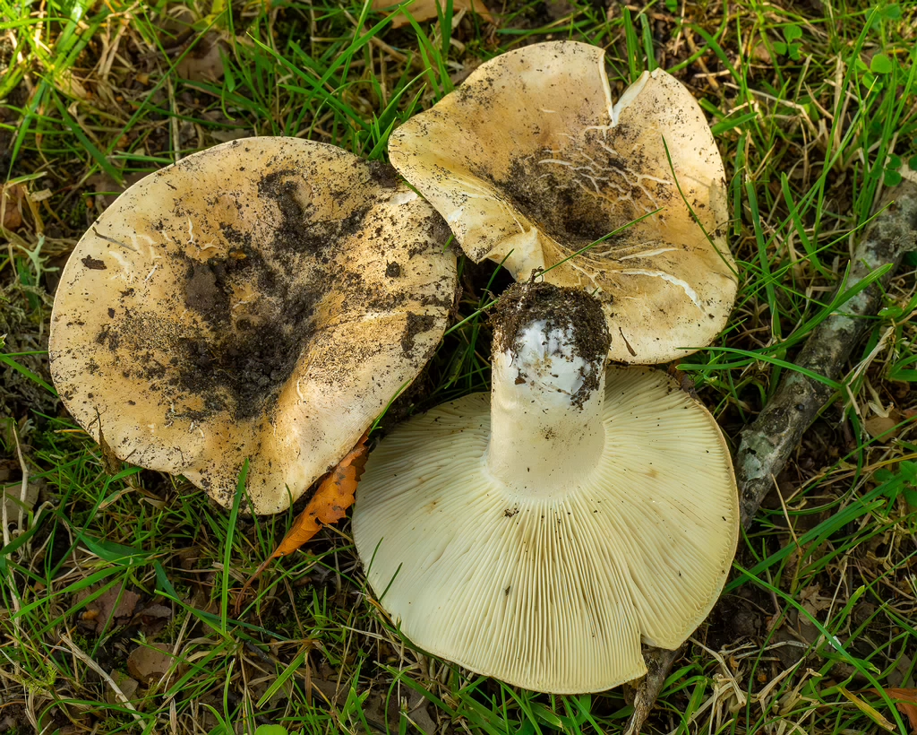 russula-chloroides_1-15