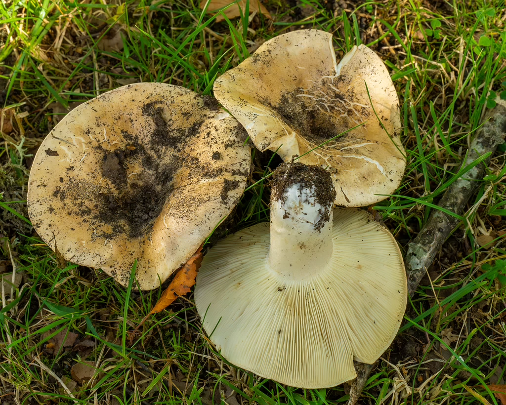 russula-chloroides_1-16