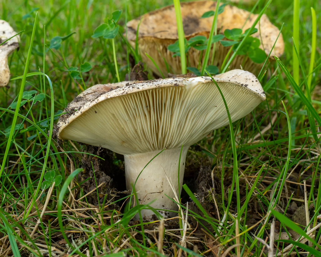 russula-chloroides_1-5