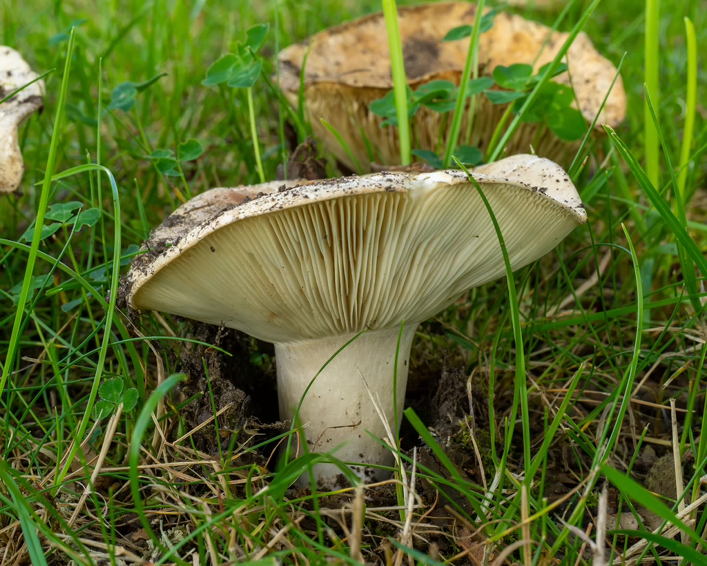 russula-chloroides_1-6