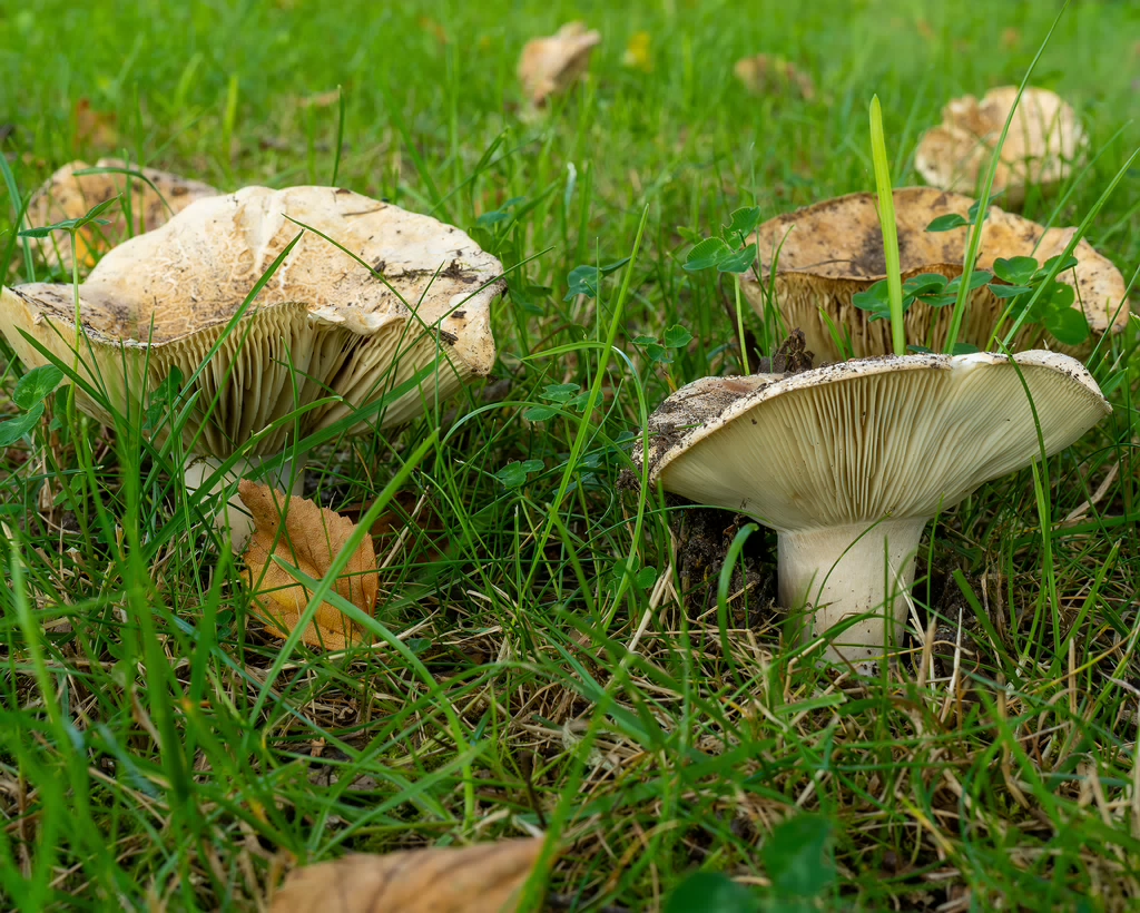 russula-chloroides_1-7