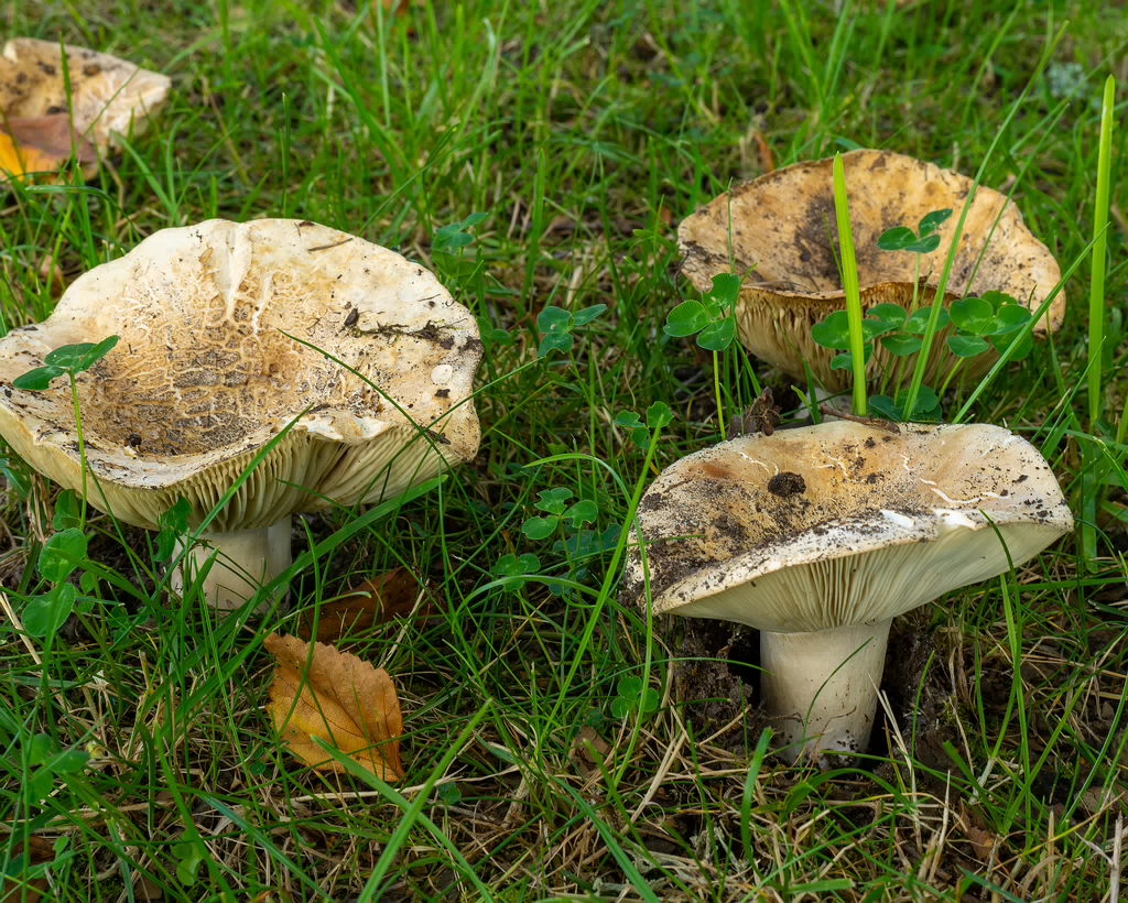 russula-chloroides_1-8