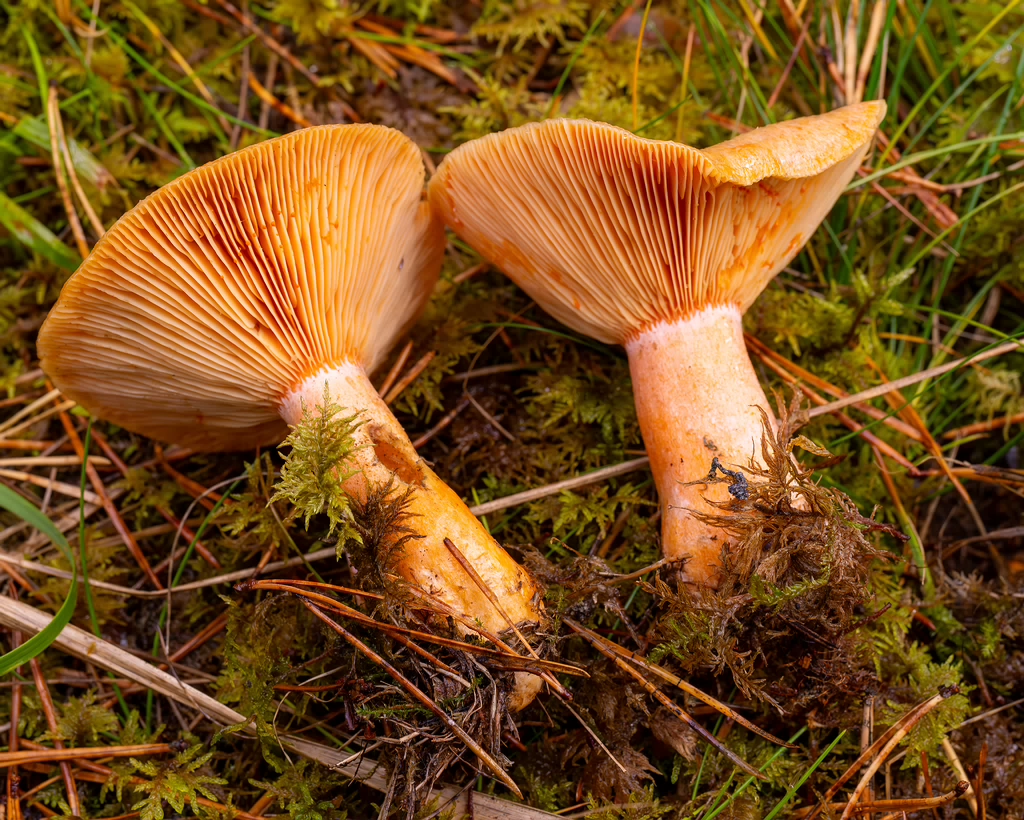 lactarius-deterrimus_2024-10-12_1-10