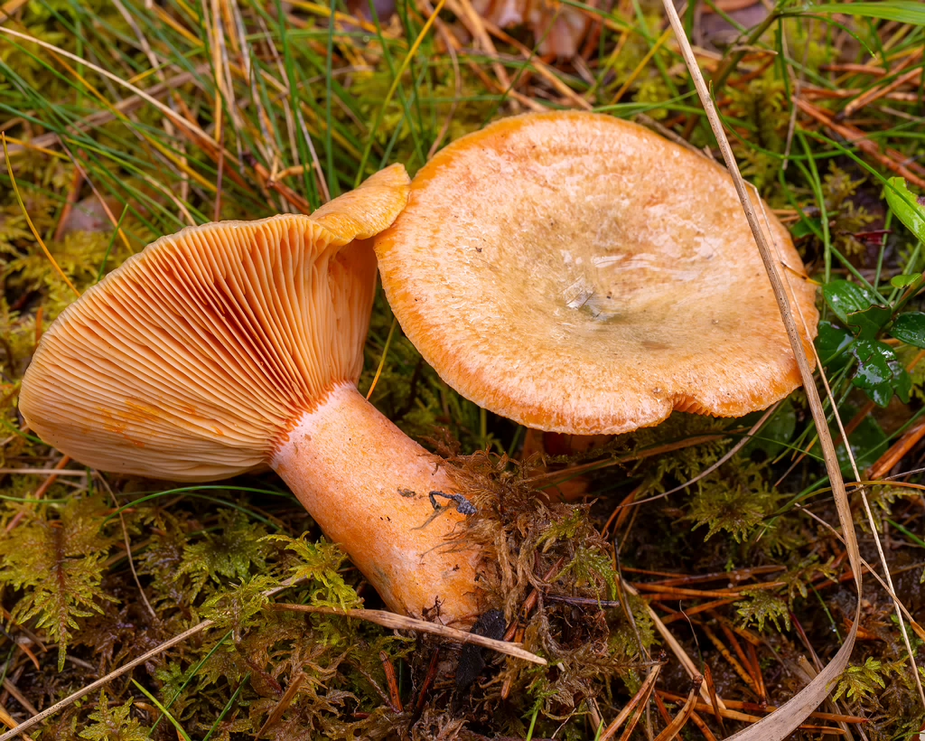 lactarius-deterrimus_2024-10-12_1-4