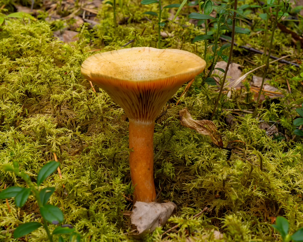 lactarius-fennoscandicus_1-10