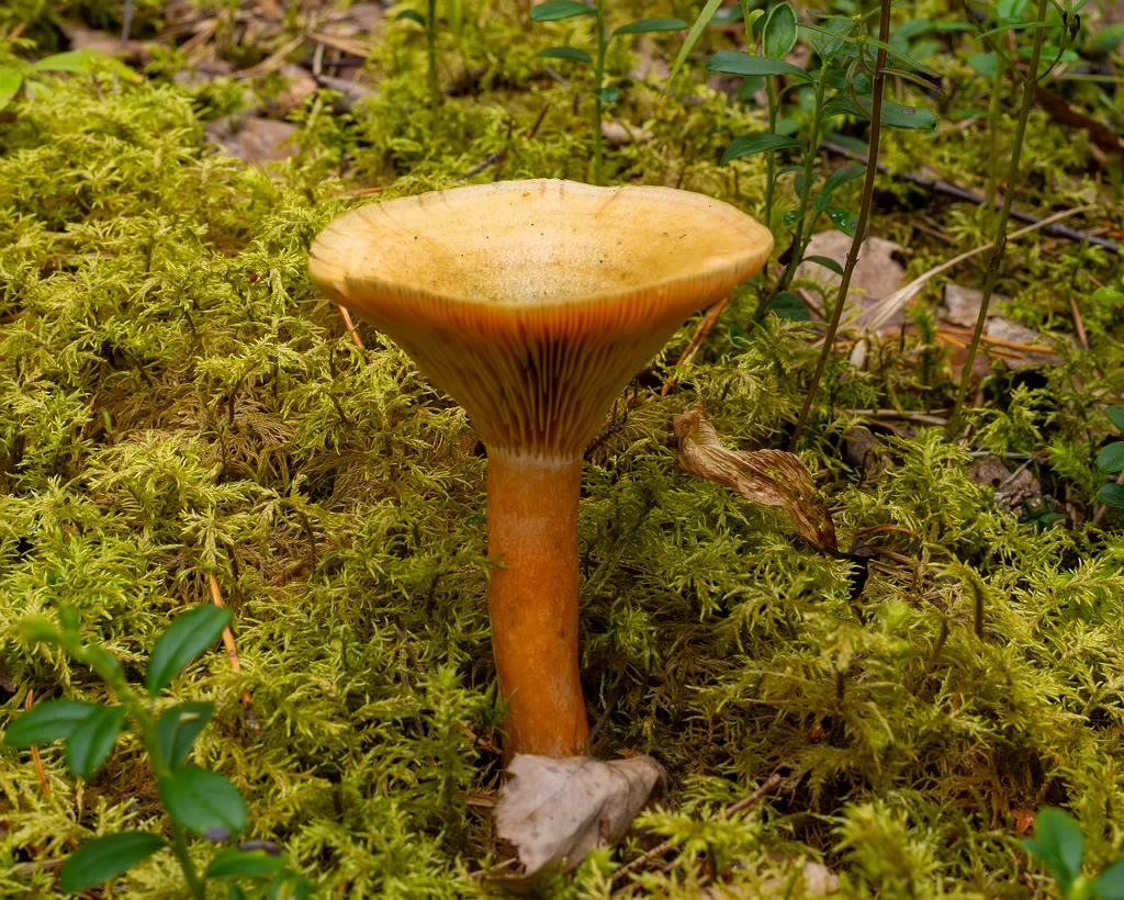 lactarius-fennoscandicus_1-11