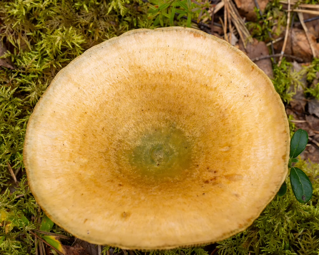 lactarius-fennoscandicus_1-17