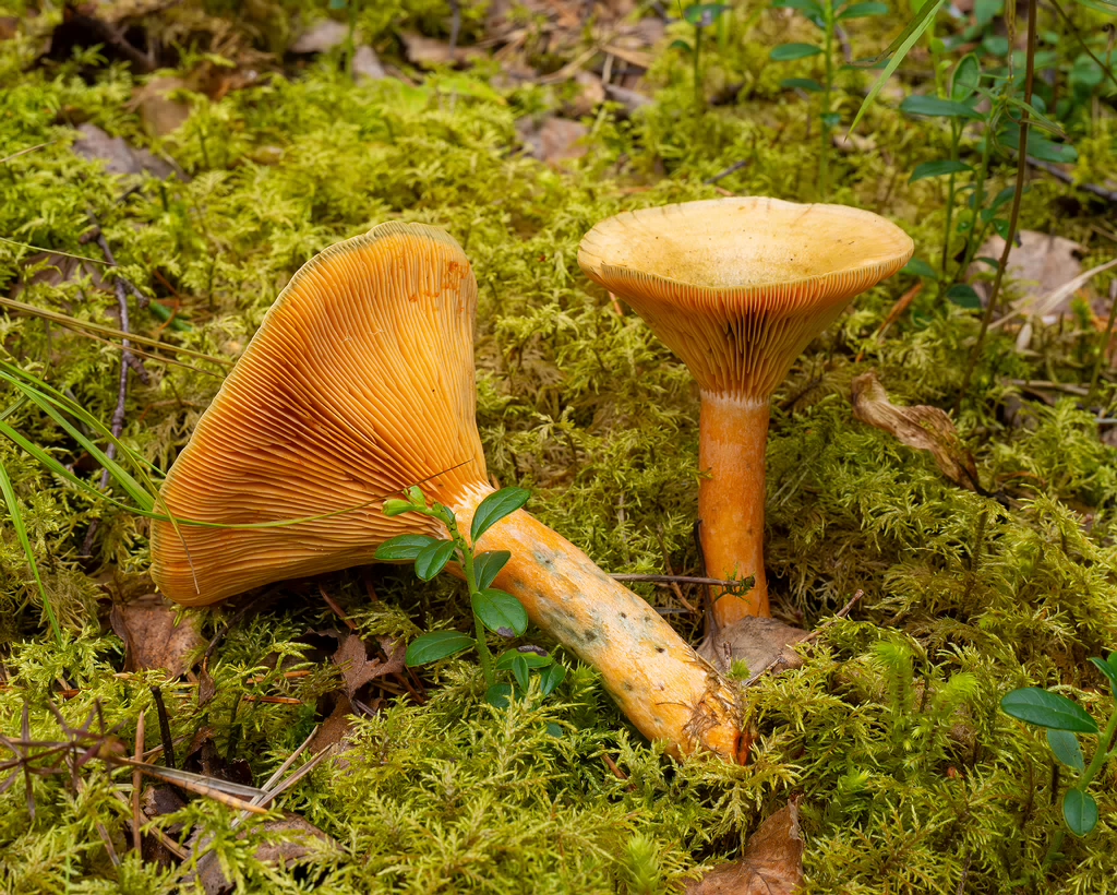 lactarius-fennoscandicus_1-21