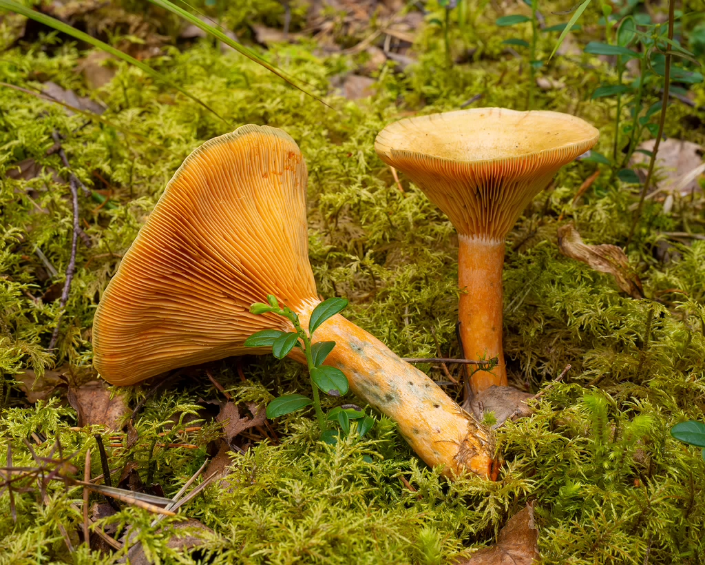 lactarius-fennoscandicus_1-22