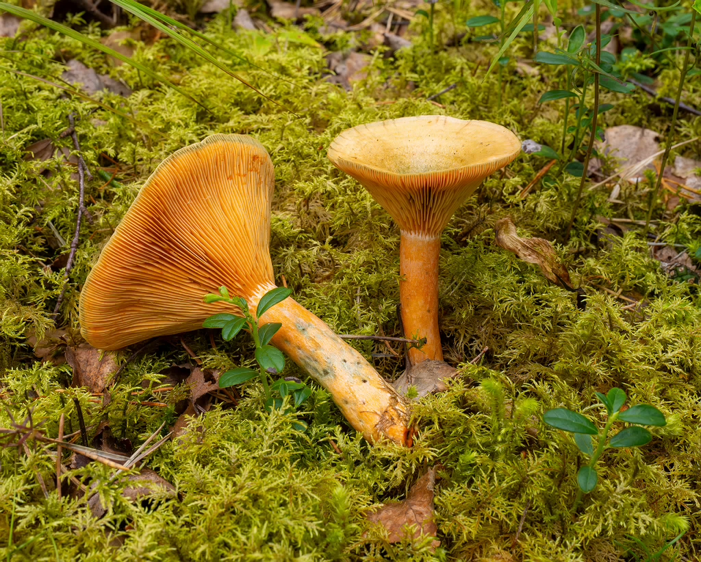 lactarius-fennoscandicus_1-23