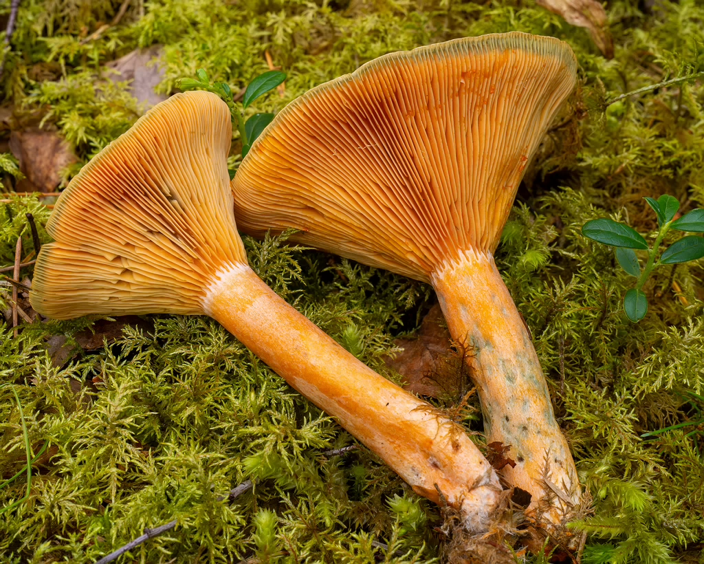 lactarius-fennoscandicus_1-24