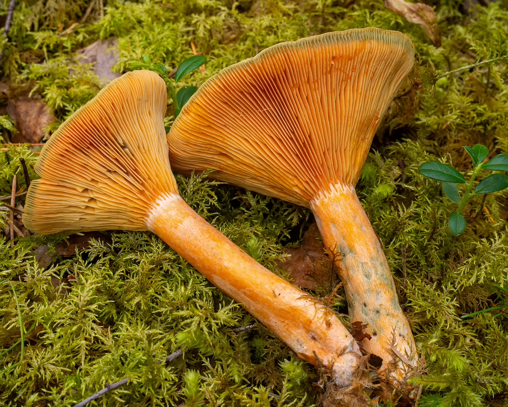 lactarius-fennoscandicus_1-25