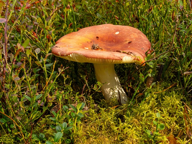 Сыроежка болотная - Russula paludosa