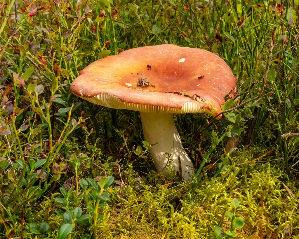 russula-paludosa_1-1