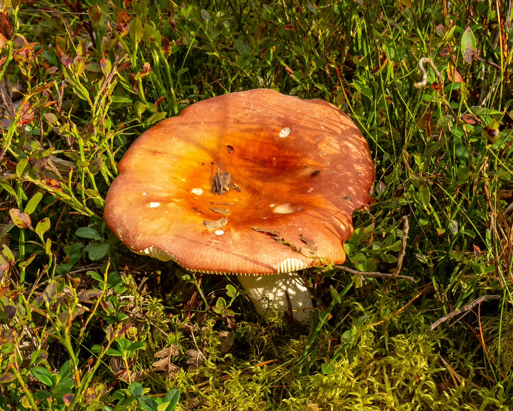 russula-paludosa_1-2