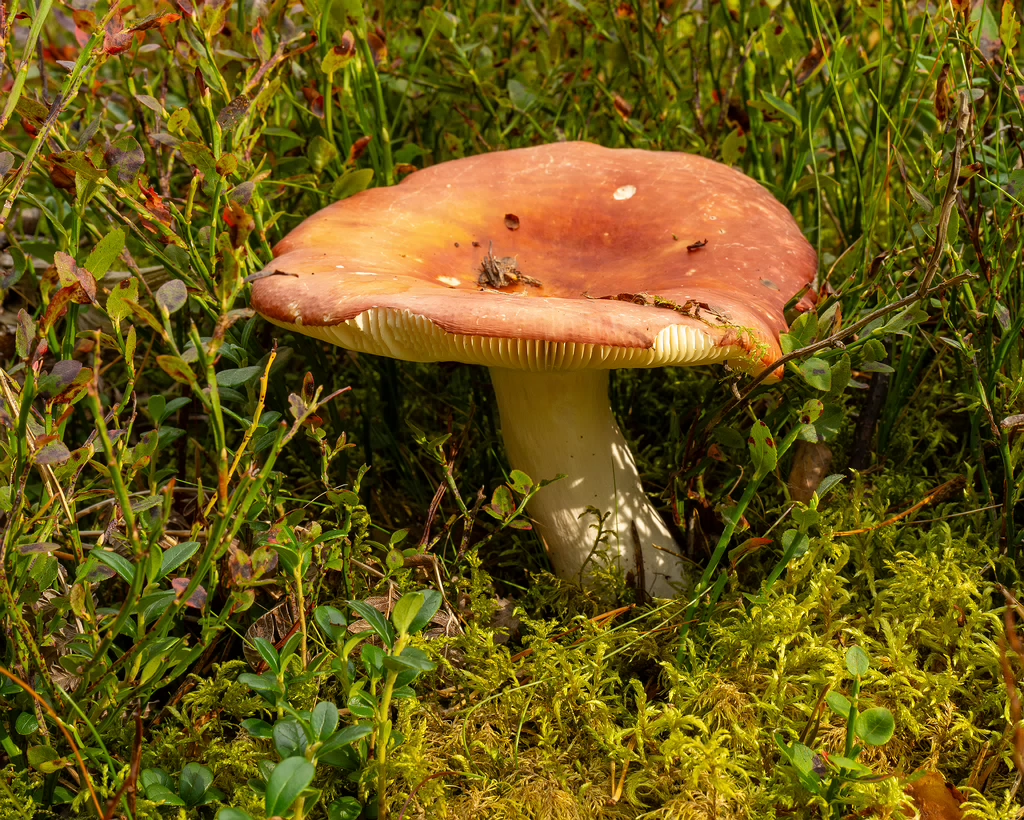 russula-paludosa_1-4