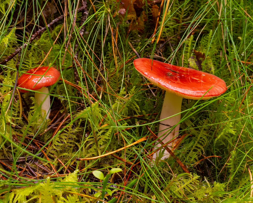 russula-paludosa_2-2