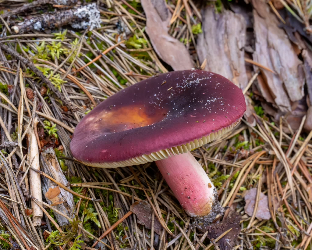 !russula-queletii_1-22