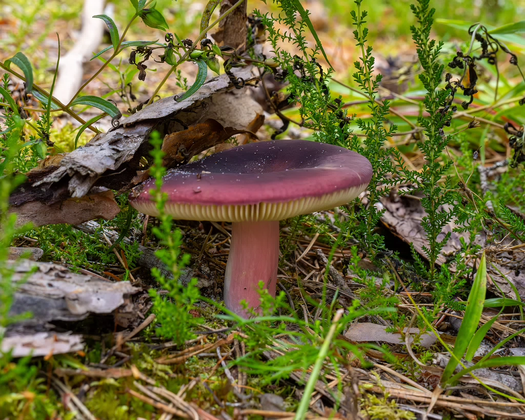 russula-xerampelina_1-1