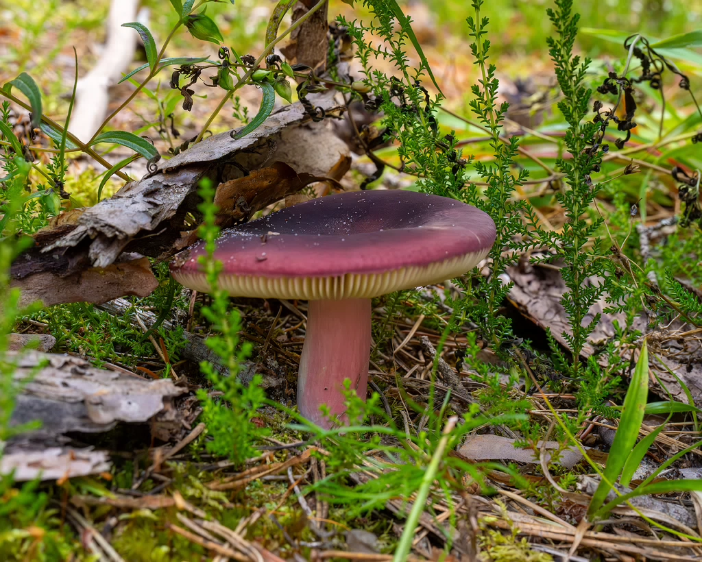 russula-xerampelina_1-2