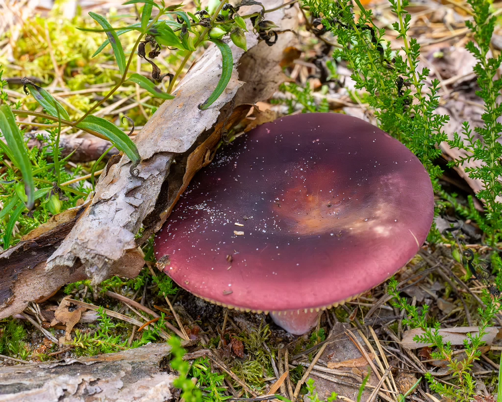 russula-xerampelina_1-3