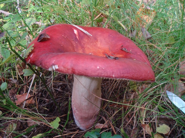 Сыроежка винно-красная - Russula vinosa