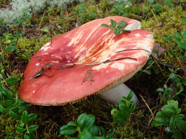 Сыроежка выцветающая - Russula pulchella