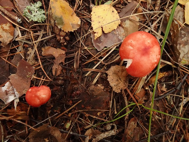 Сыроежка жгучеедкая - Russula emetica