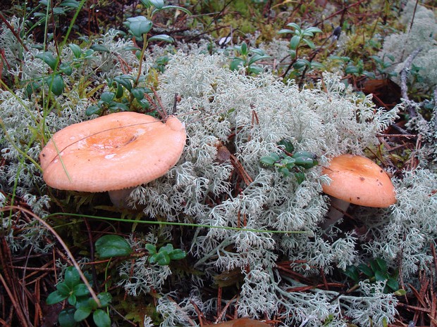 Сыроежка изящная - Russula gracillima