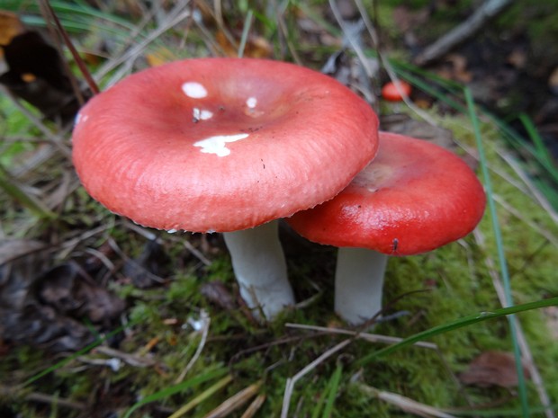 Сыроежка красная - Russula rubra