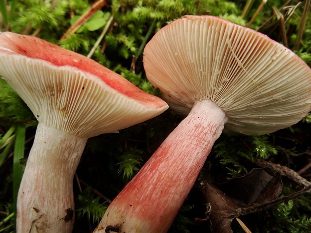 Сыроежка кроваво-красная - Russula sanguinaria