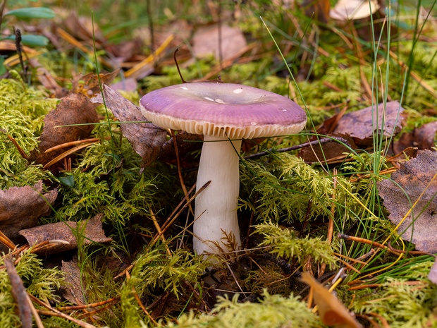 Сыроежка ломкая - Russula fragilis