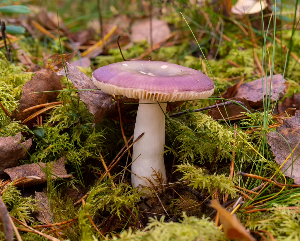 !russula-fragilis_2024-10-06_1-2