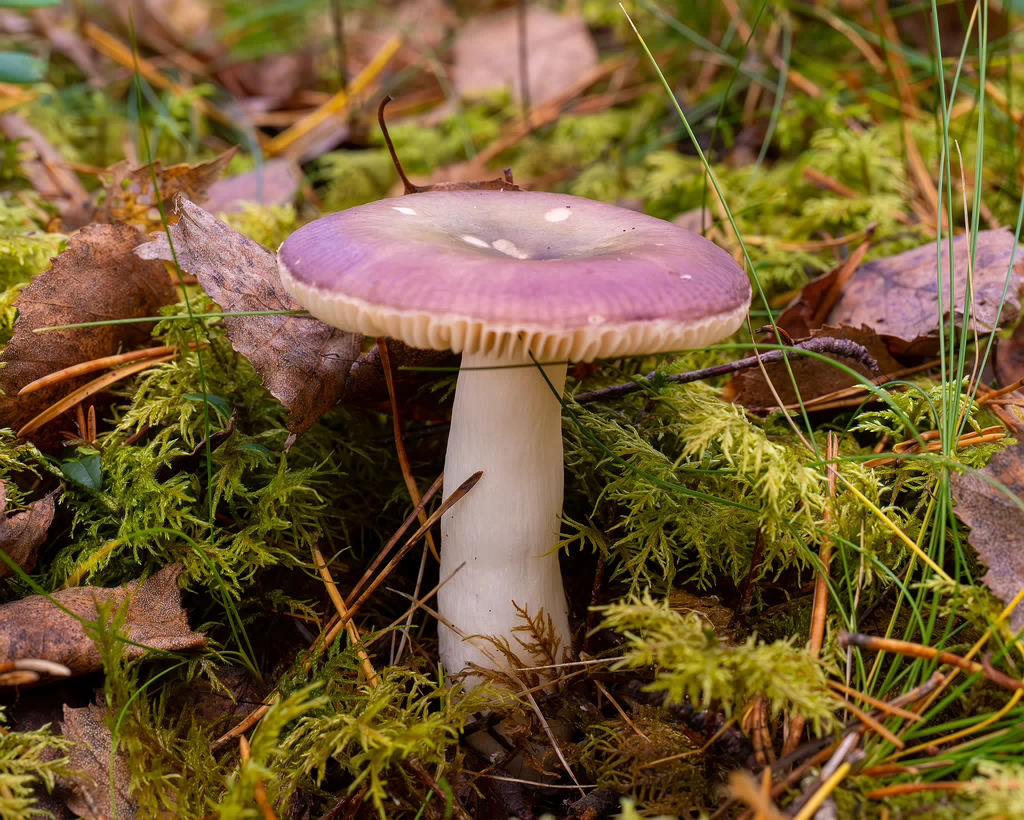 russula-fragilis_2024-10-06_1-1