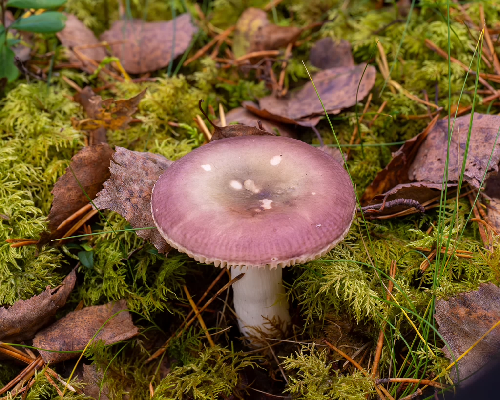 russula-fragilis_2024-10-06_1-3