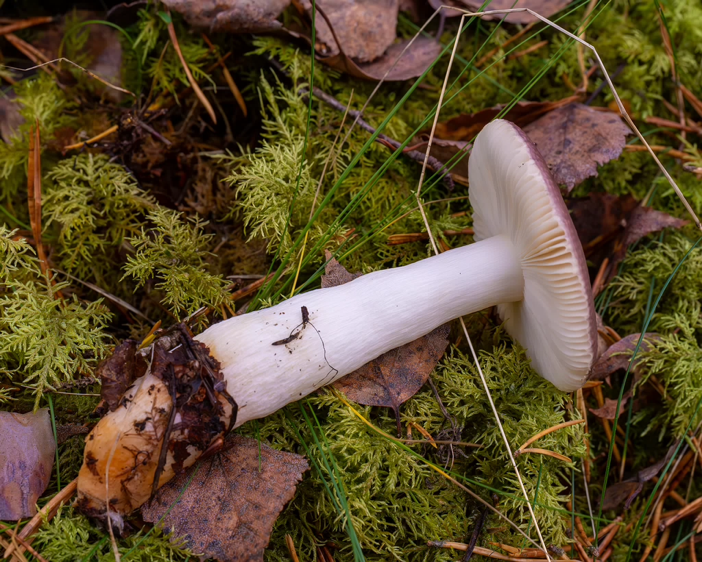 russula-fragilis_2024-10-06_1-4