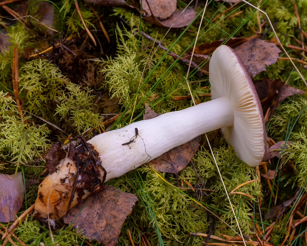 russula-fragilis_2024-10-06_1-5