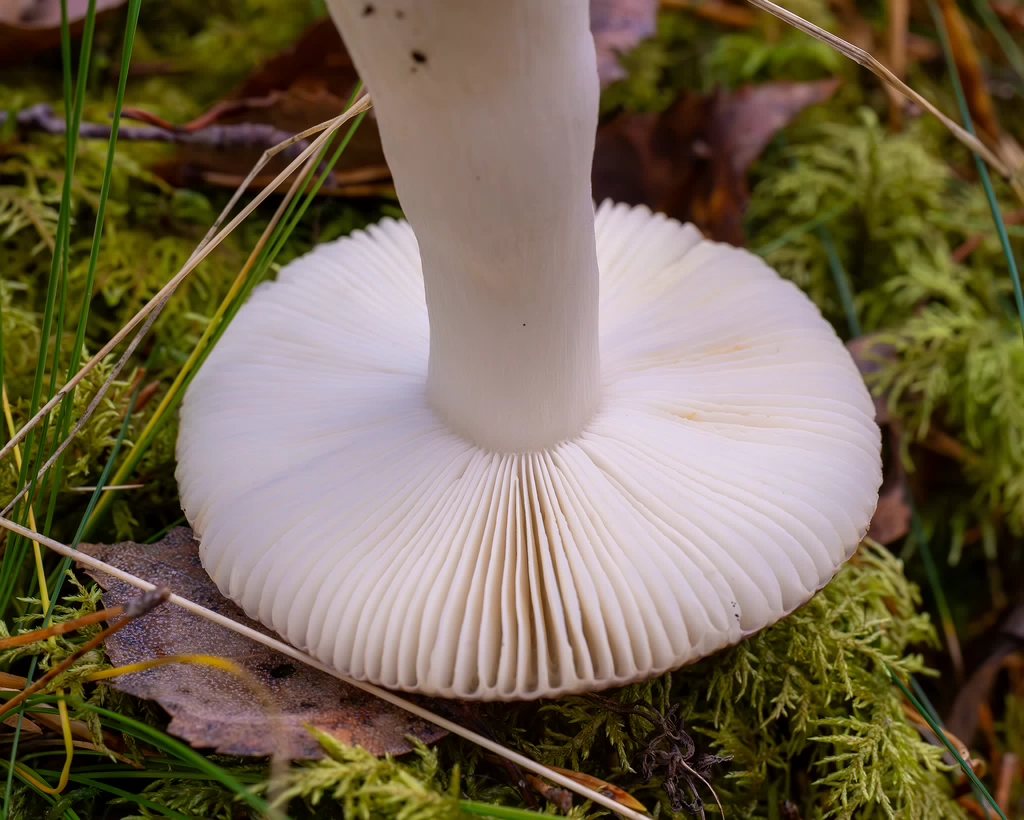 russula-fragilis_2024-10-06_1-6