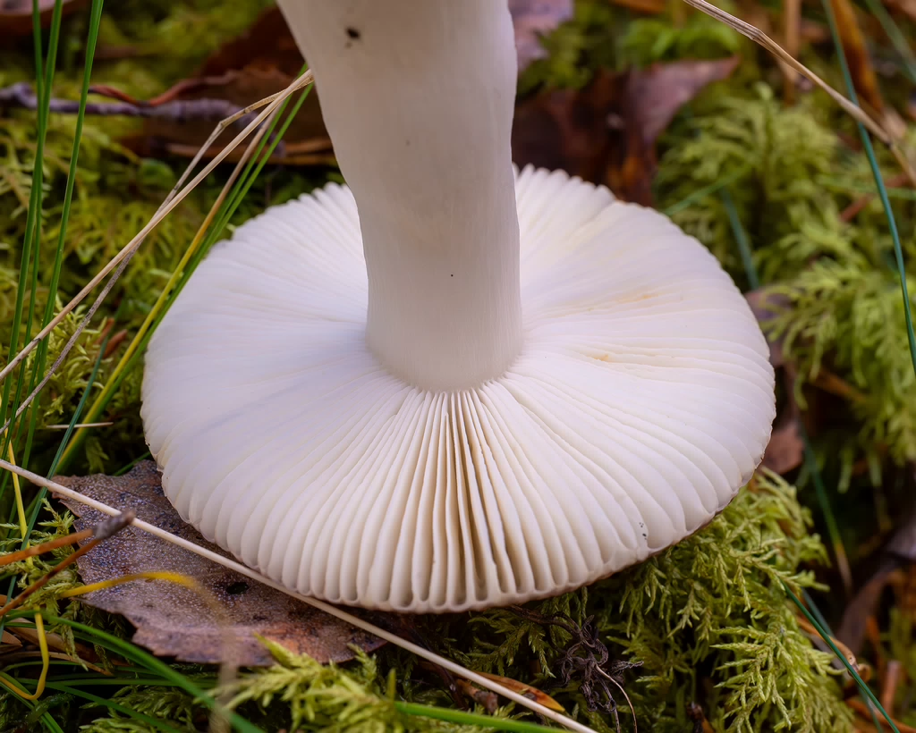 russula-fragilis_2024-10-06_1-7