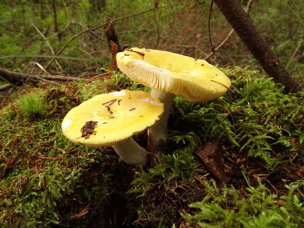 Сыроежка охристая - Russula ochroleuca